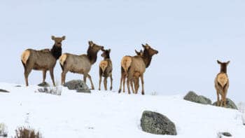 A Small Herd Of Elk Crests A Snowy Ridgeline While Migrating In The Northern Range Of Yellowstone National Park