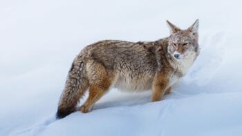 A Coyote's Face Is Covered With Snow While Sniffing Out Rodents In Yellowstone National Park