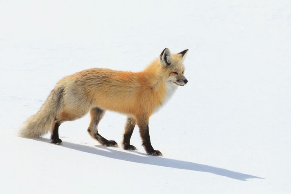 A Red Fox Hunts For Prey In The Snowy Landscape Of The Hayden Valley In Yellowstone National Park